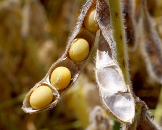 PIB de Goiás apresenta maior crescimento dos últimos 12 anos PIB-de-Goias-apresenta-maior-crescimento-dos-ultimos-12-anos