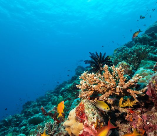 Imerso Mar – Goiânia Imerso Mar Goiânia