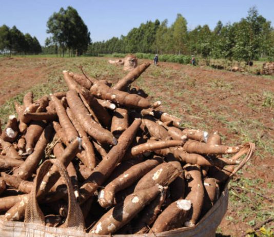 2º Festival da Mandioca – Bela Vista de Goiás 2º Festival da Mandioca - Bela Vista de Goiás