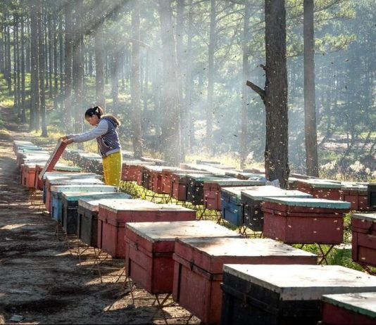 Apimondia – Federação Internacional das Associações de Apicultores Apimondia 2025